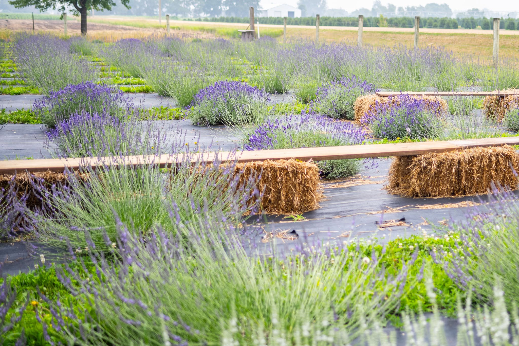 Backyard Lavender Growing Class