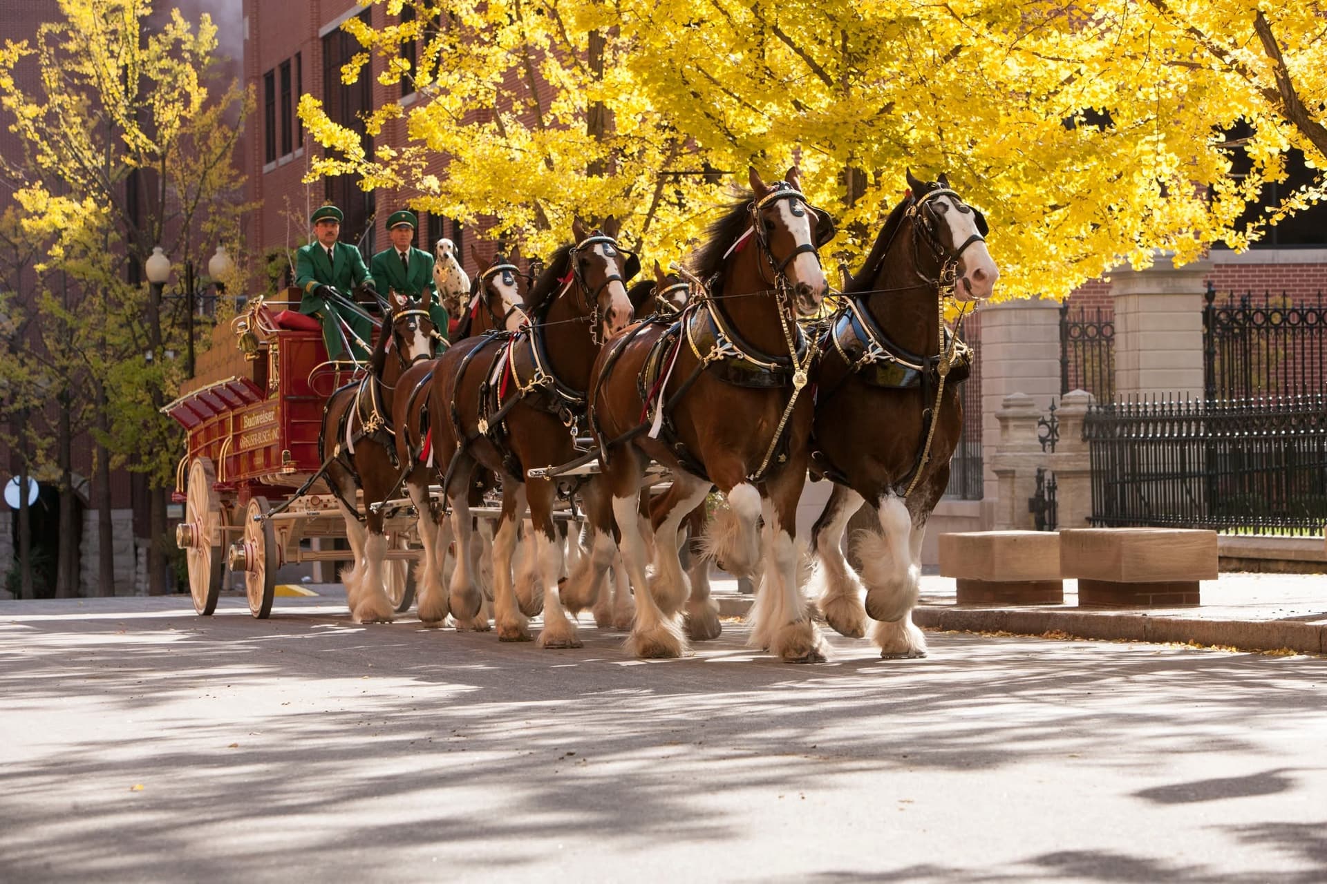 Budweiser Clydesdales | Pan-O-Prog Pre-Parade Appearance