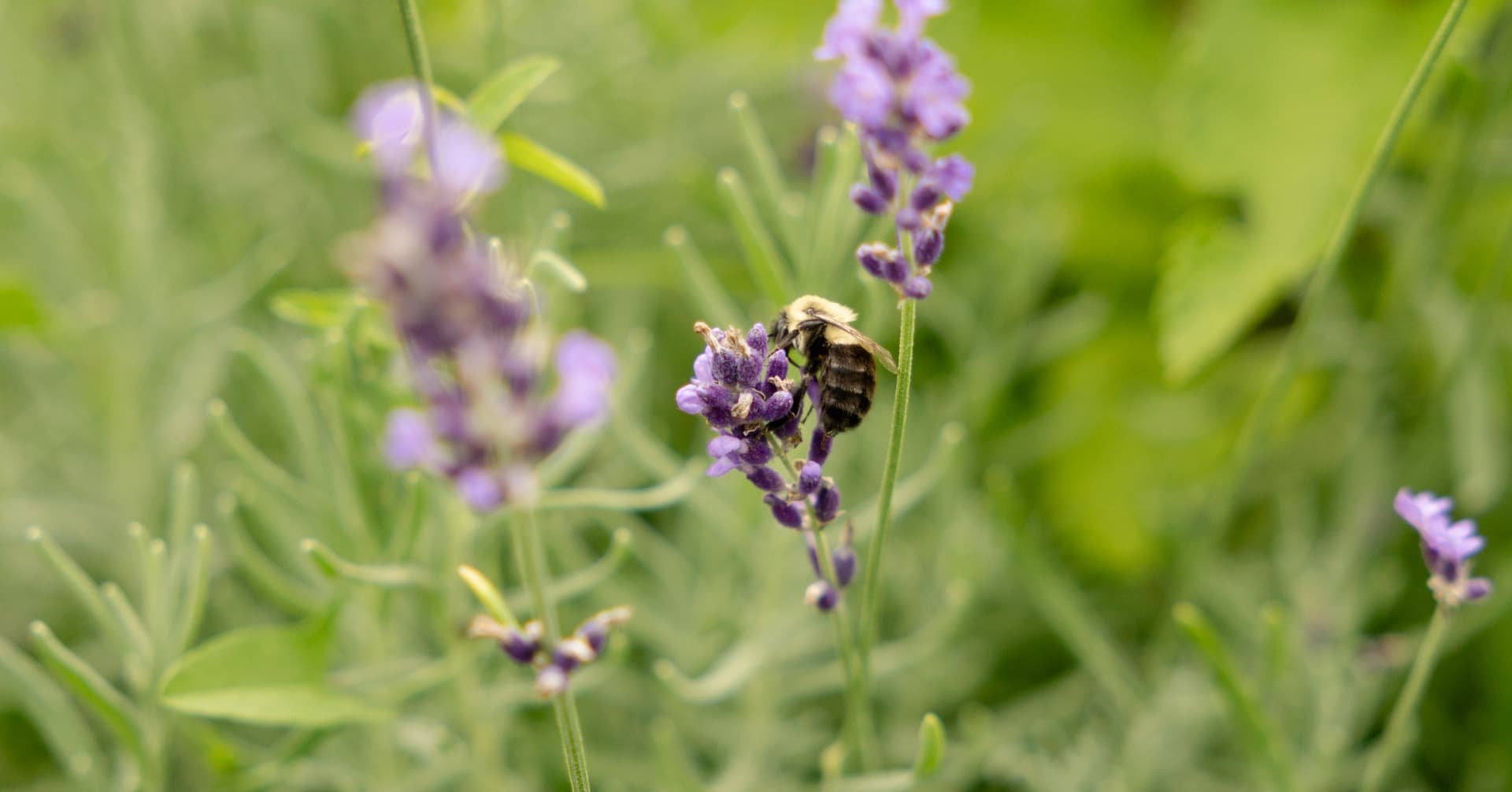 Buzz & Bloom Day at the Minnesota Zoo