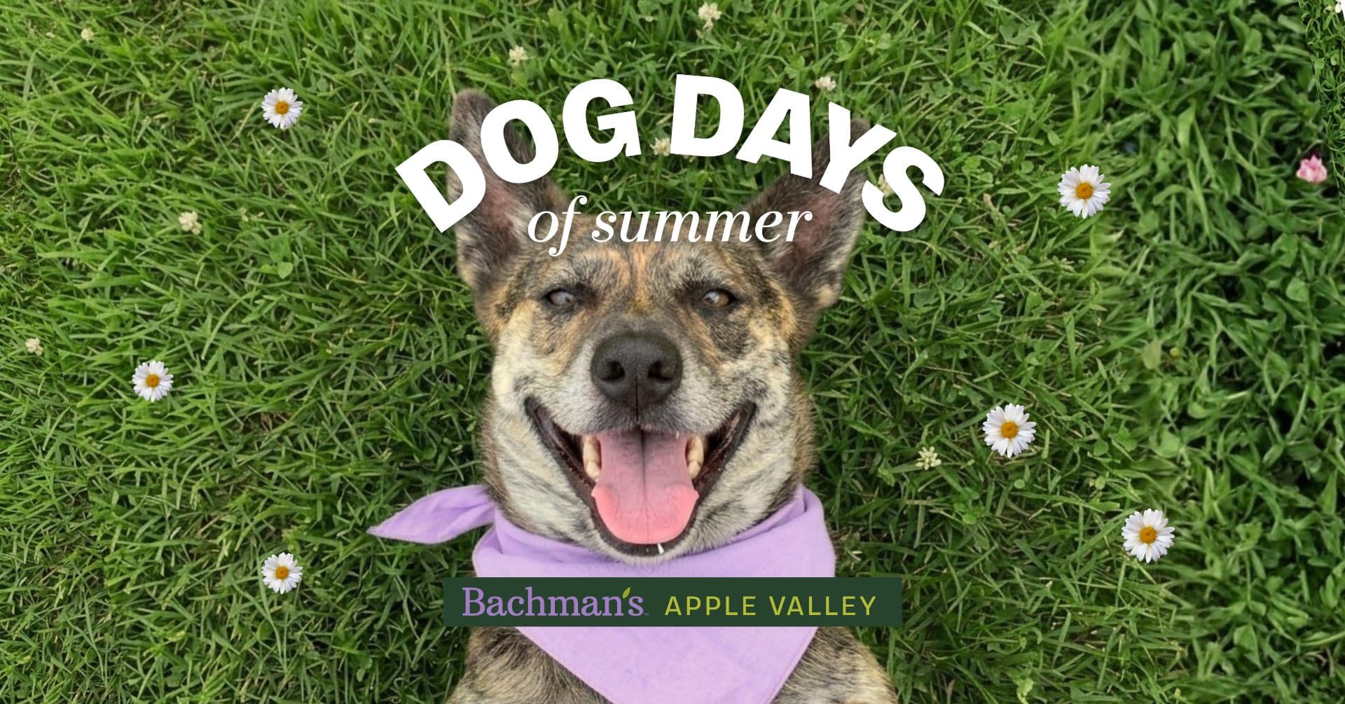 Dog Days of Summer - Apple Valley