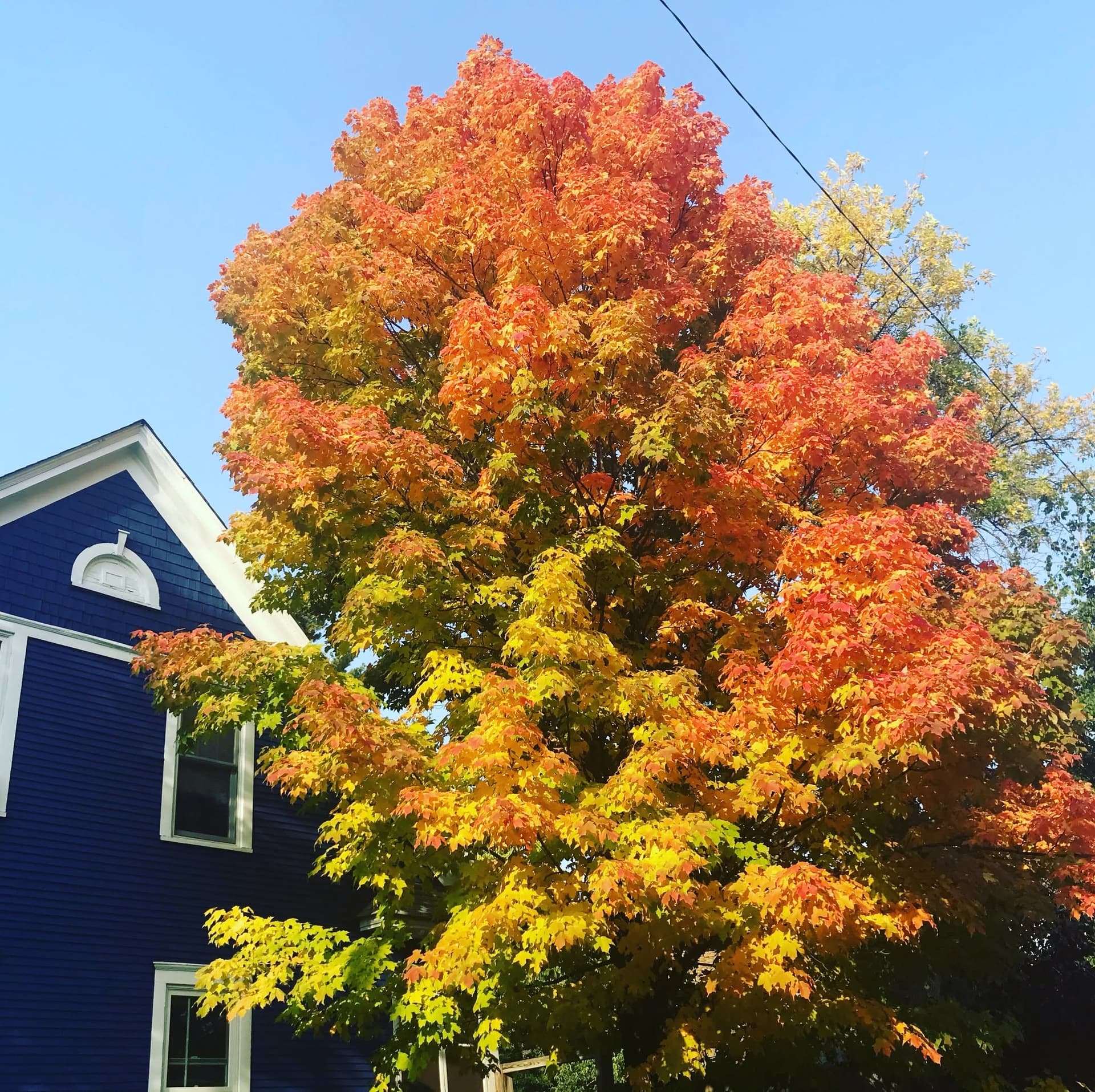 Fall Transition — Outdoor Yoga at the Lavender Barnyard