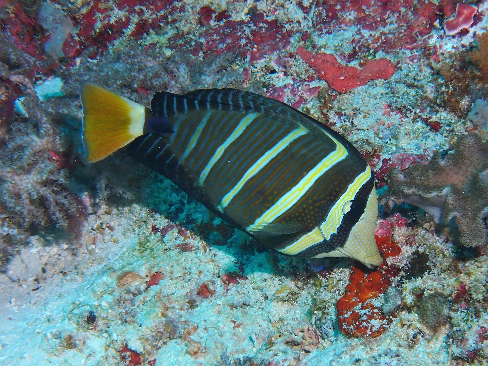 Fish Night--Great Barrier Reef