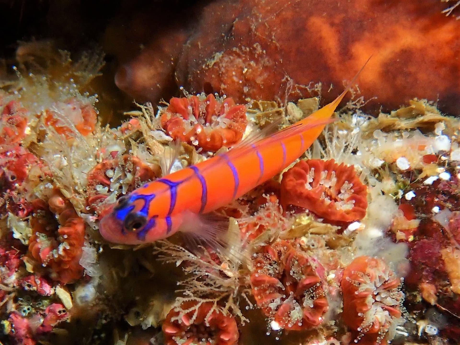 Fish Night--Sea of Cortez! DATE CHANGE