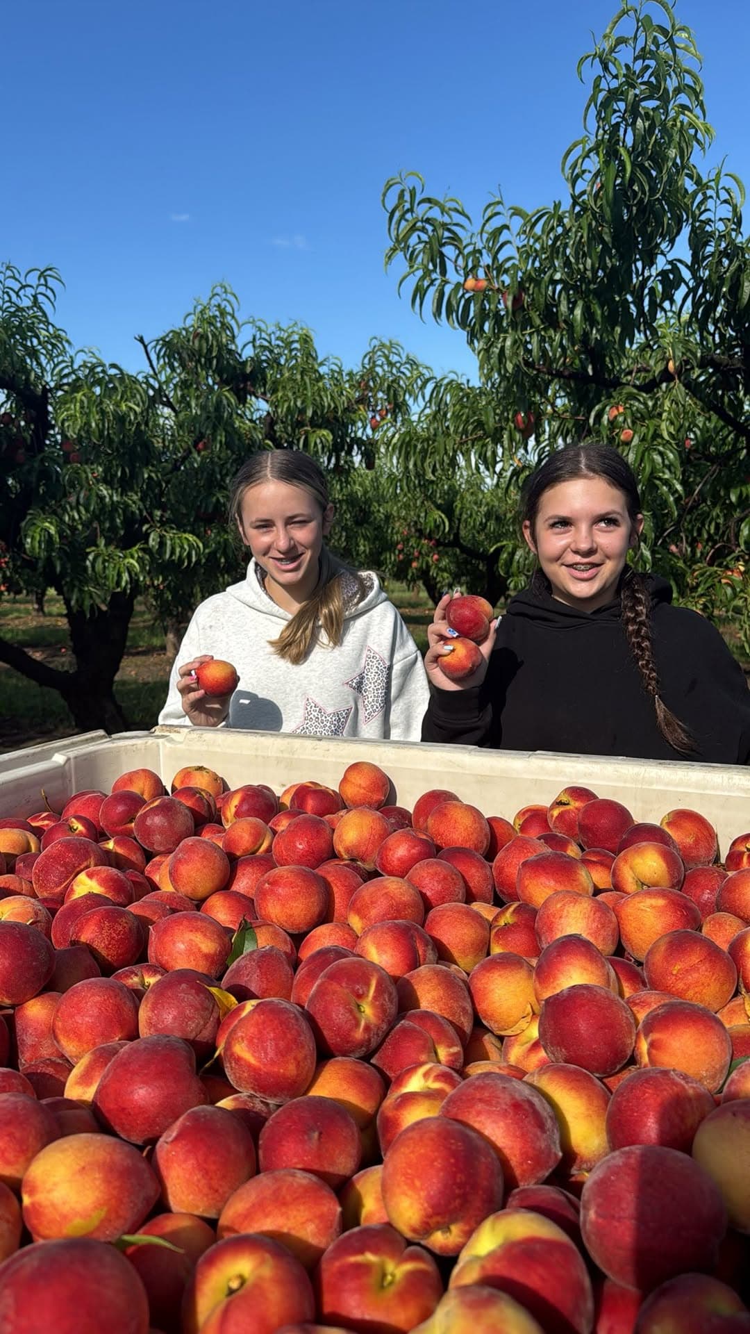 lakeville MN 🍑Georgia Peaches & Dark Cherries Truckload Sale🍒