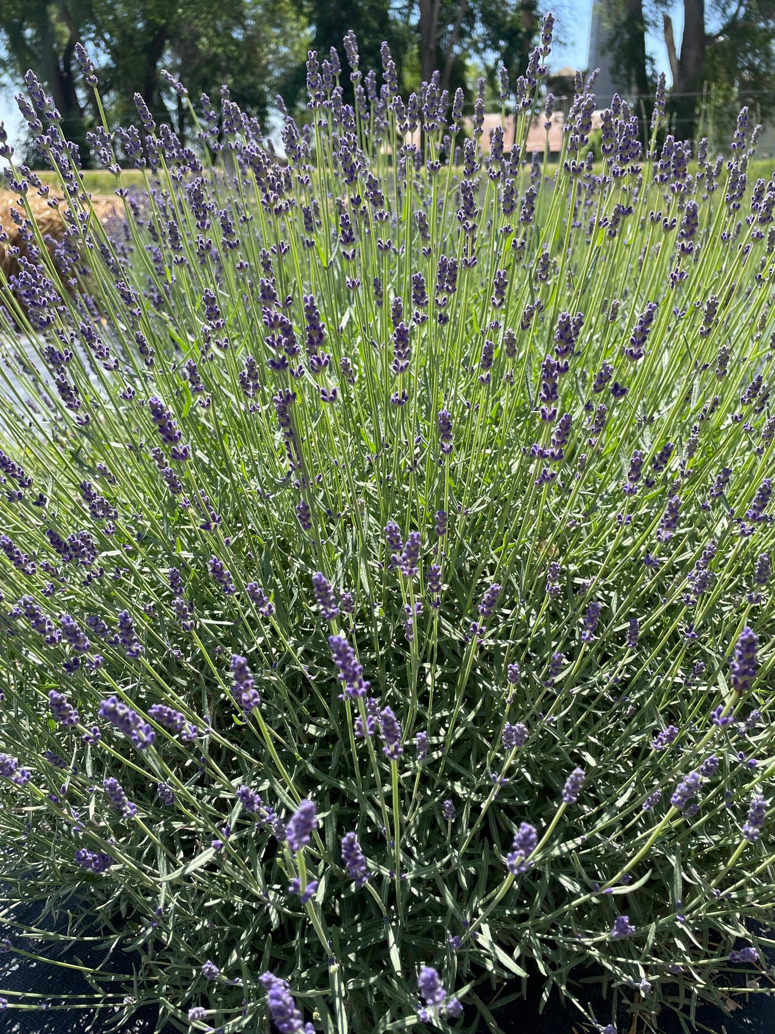 Late Summer Ease - Outdoor Yoga at the Lavender Barnyard