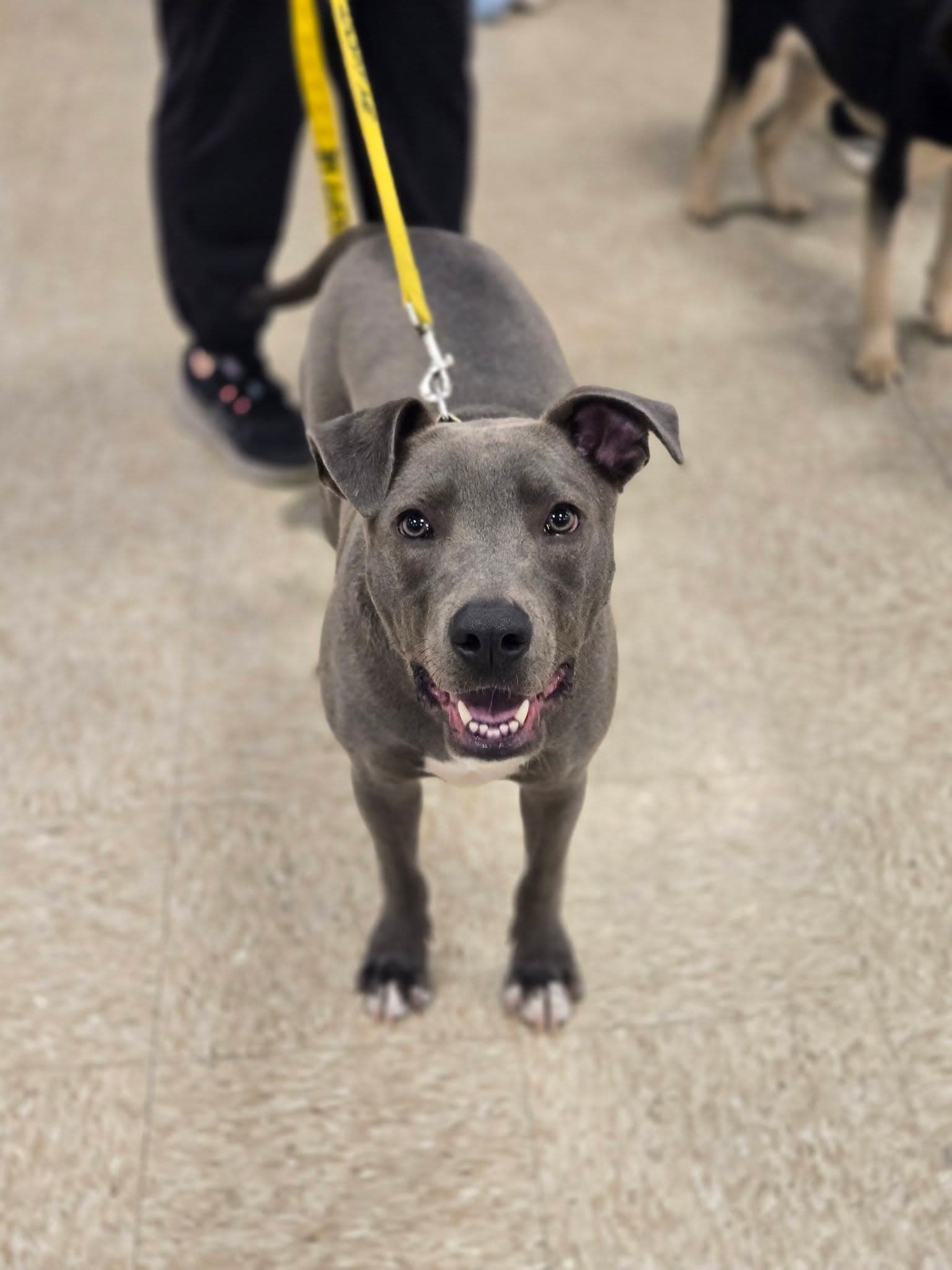Meet the Adoptables