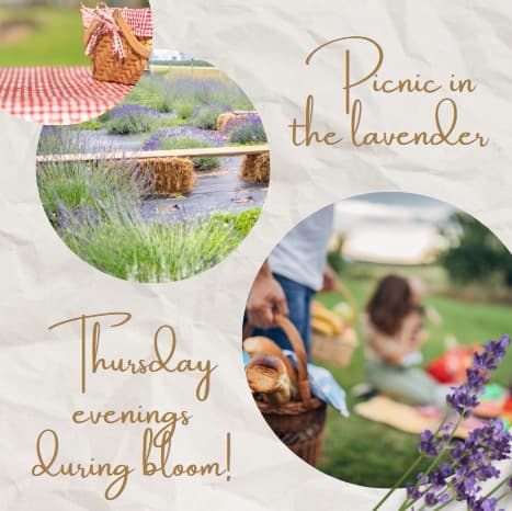 Picnic in the Lavender