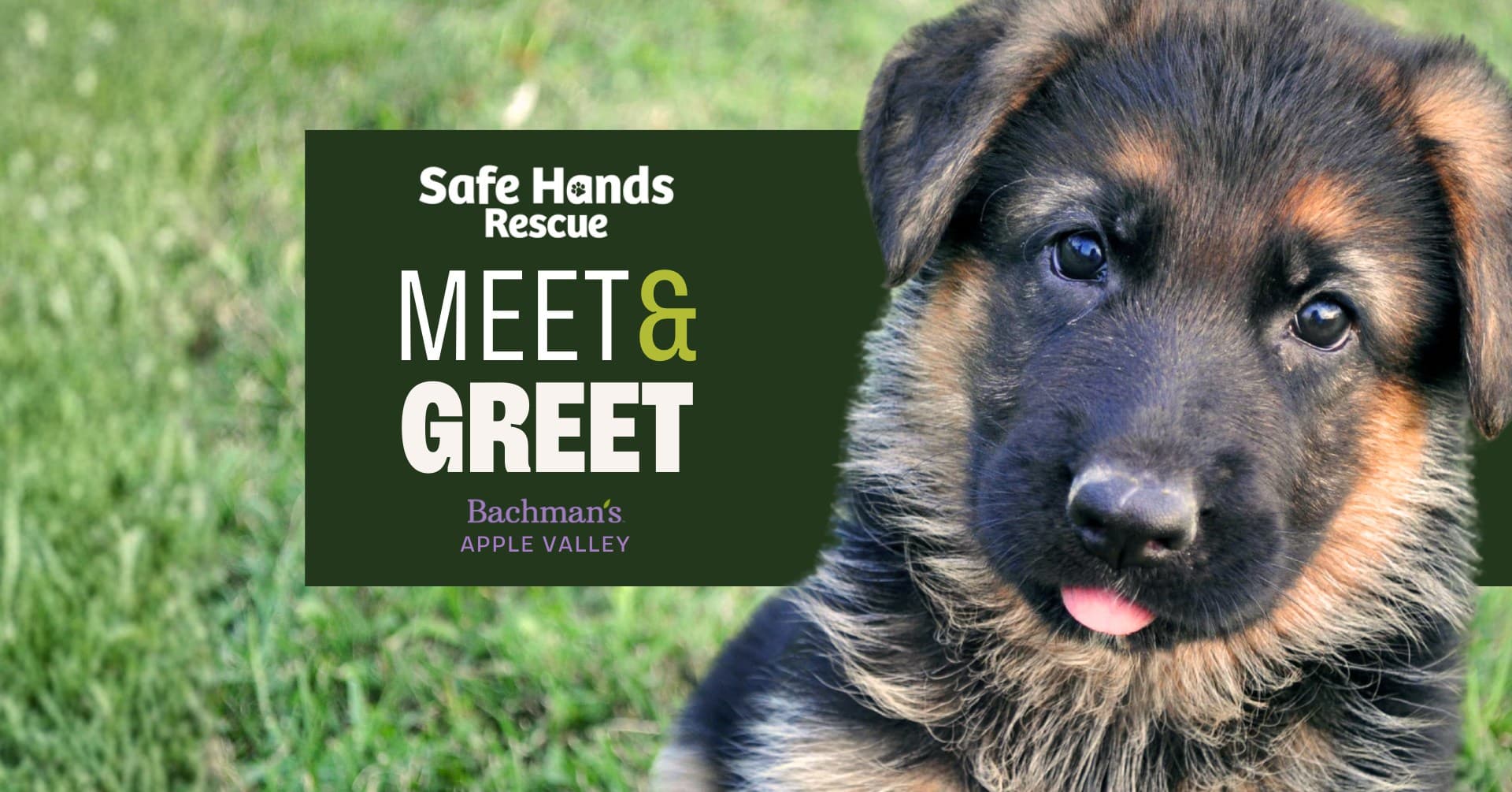 Safe Hands Rescue Meet and Greet - Bachman's Apple Valley