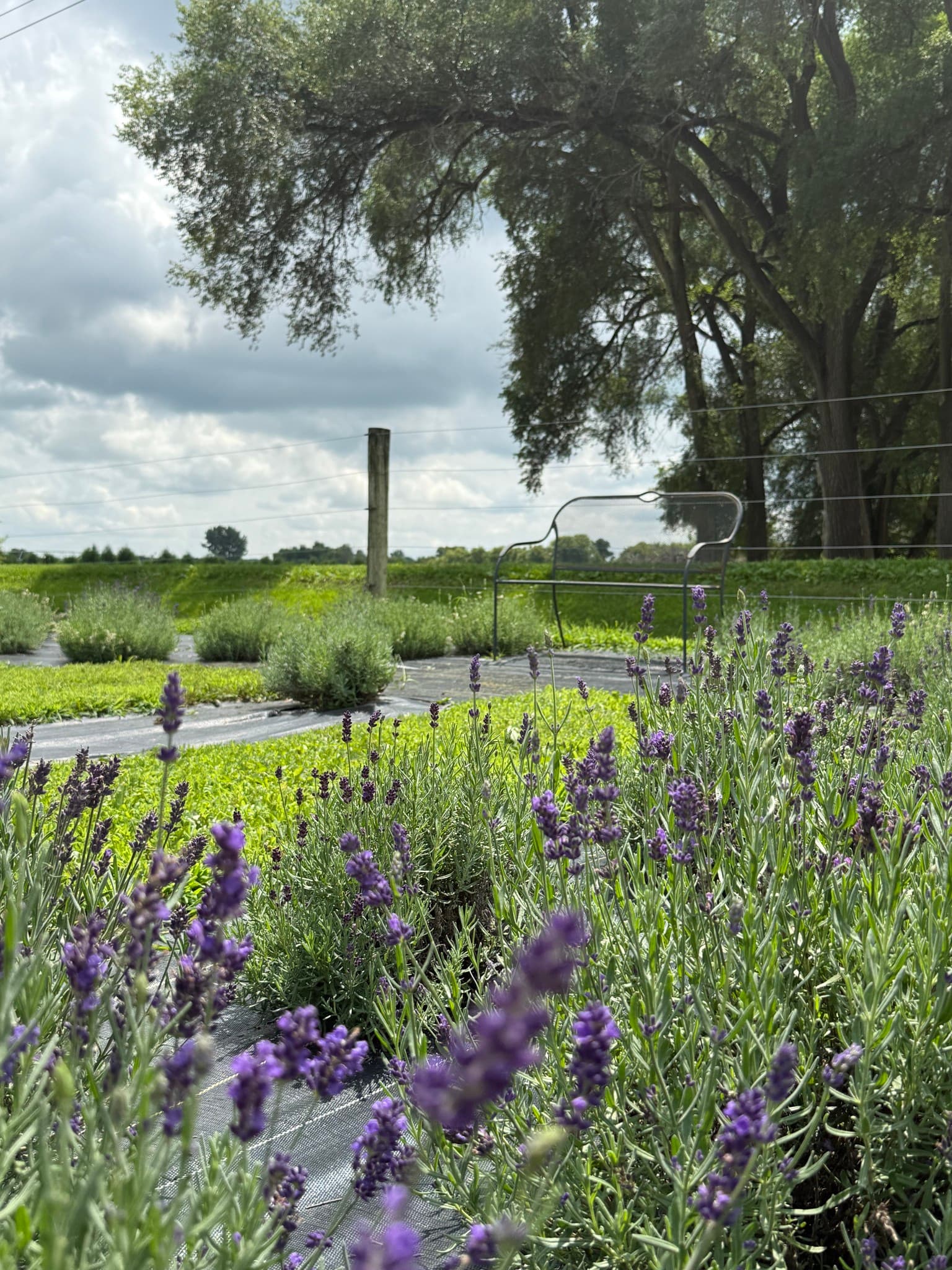 Spring Awakening - Outdoor Yoga at the Lavender Barnyard