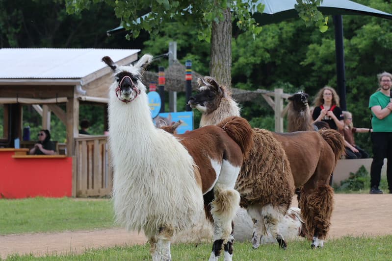 Wild Workouts: Yoga (Located at Llama Trek)