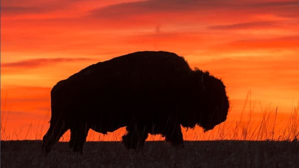 Wildlife Photography with John Pennoyer