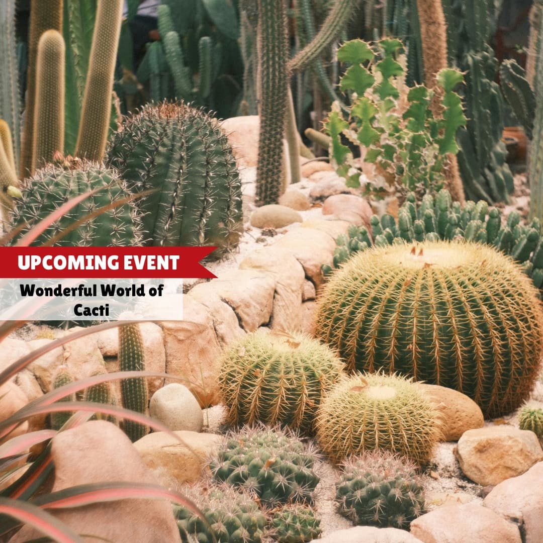 Wonderful World of Cacti