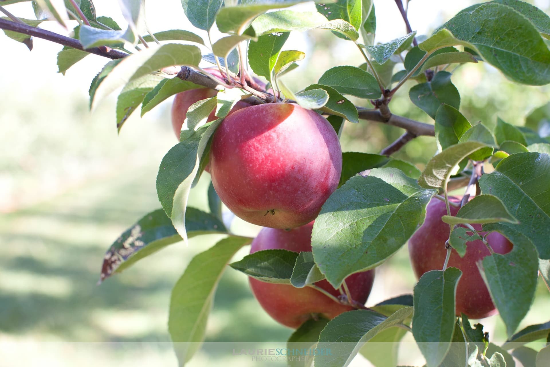 Youth Skills: Apple Tree Planting & Grafting